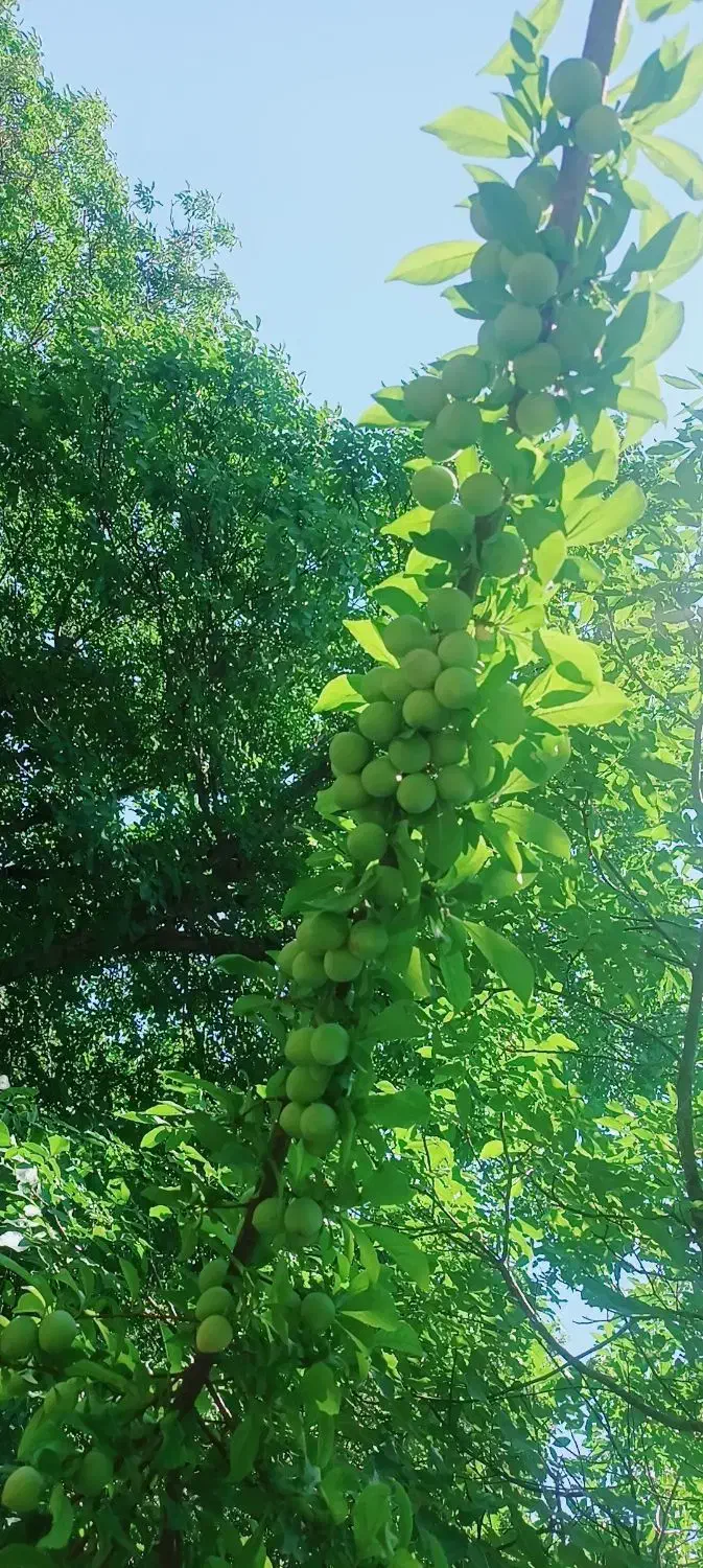 فروش باغ|فروش دفتر صنعتی، کشاورزی، تجاری|بوئین زهرا, |دیوار