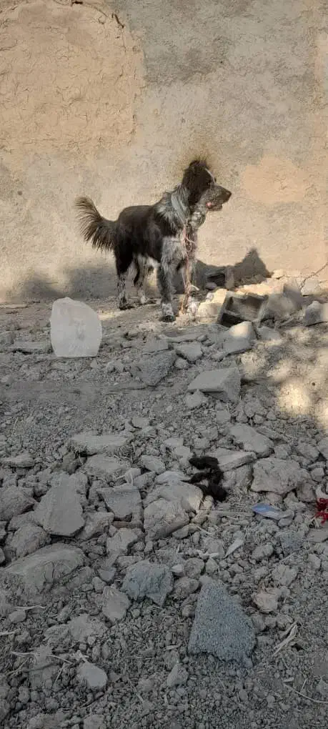 واگذاری سگ ریشی|سگ|خانمیرزا, |دیوار