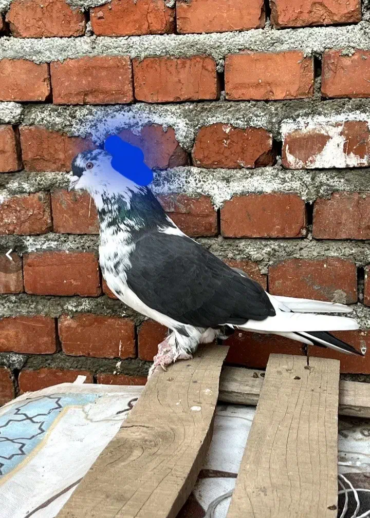 کبوتر ممتاز|پرنده|نقده, |دیوار