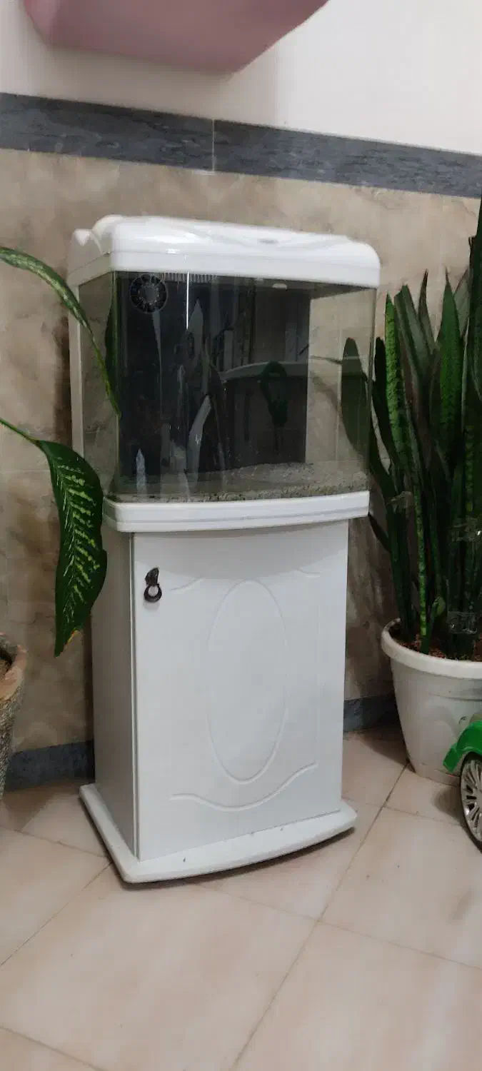 آکواریوم شیشه خم شرکتی ماهیران|ماهی|سقز, |دیوار