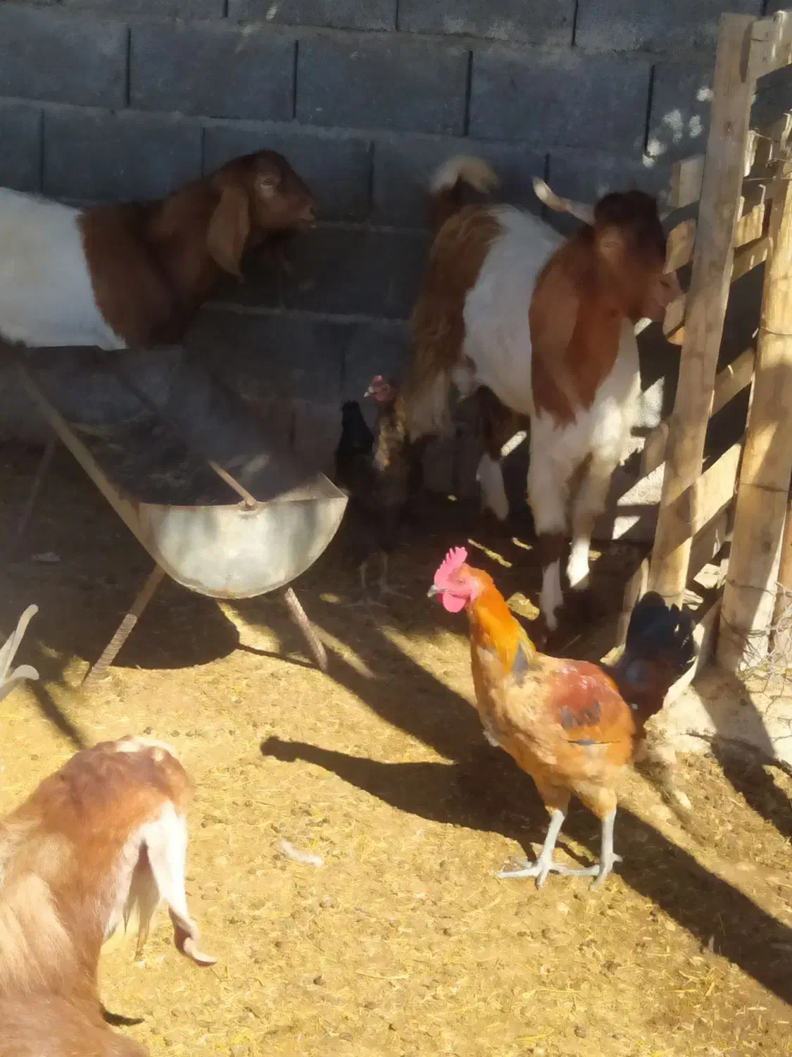 خروس محلی در جم|حیوانات مزرعه|جم, |دیوار