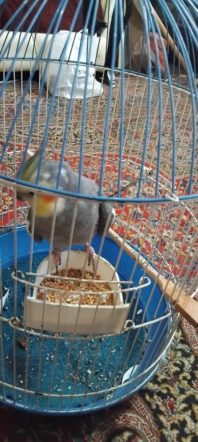 عروس هلندی سخنگو|پرنده|لاهیجان, لاشیدان|دیوار