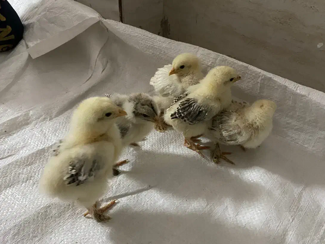 جوجه برهما|حیوانات مزرعه|اصفهان, قهجاورستان|دیوار