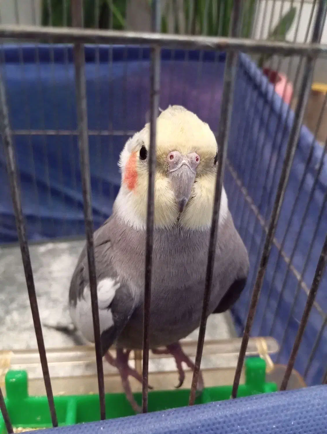 عروس هلندی|پرنده|تربتحیدریه, شهرک ولیعصر|دیوار