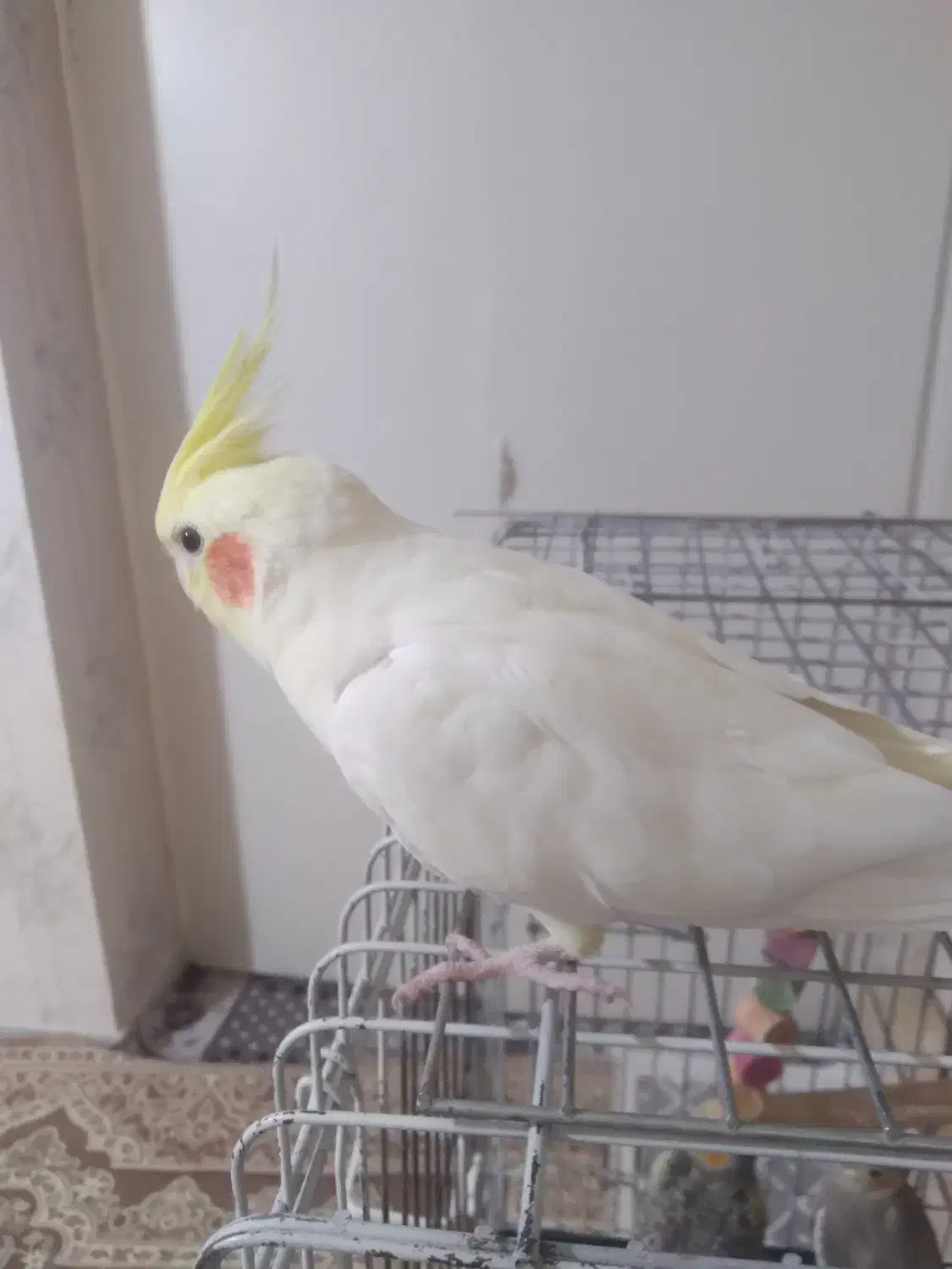 عروس هلندی|پرنده|شهریار, شهریار|دیوار