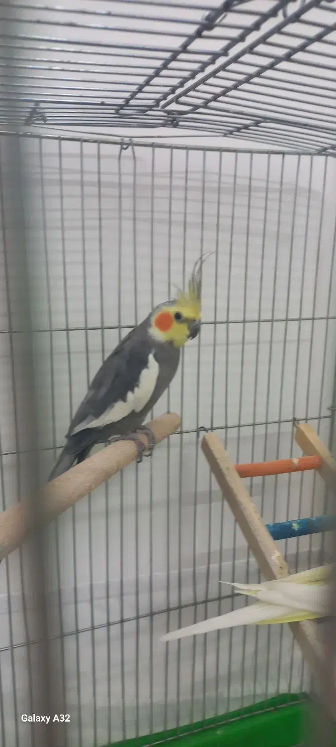 عروس هلندی|پرنده|اردکان, |دیوار