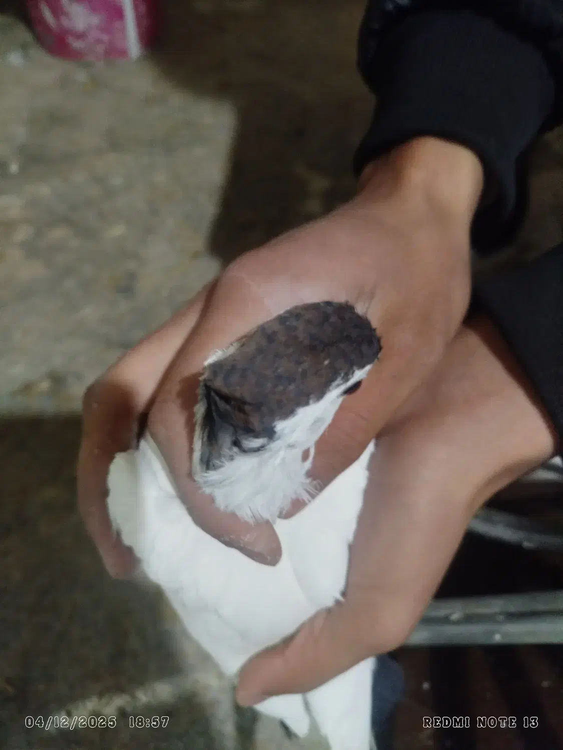 خال و ساده پاک|پرنده|مشهد, کشف|دیوار