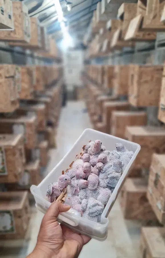 سالن تکثیر گرینچیک (جوجه سرلاکی و جفت جوانه)|پرنده|مشهد, رضاشهر|دیوار