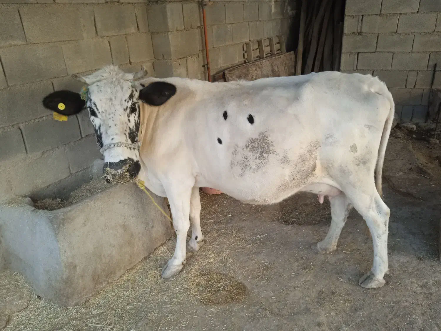 گاو و گوساله نر . یک ماه آبستن|حیوانات مزرعه|ایذه, |دیوار