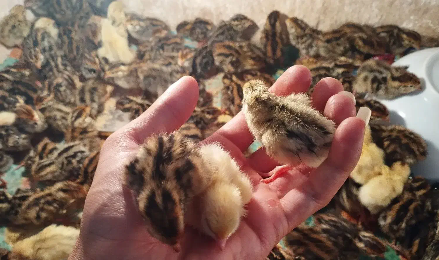 جوجه بلدرچین و بالغ و تخم|حیوانات مزرعه|بردسکن, |دیوار