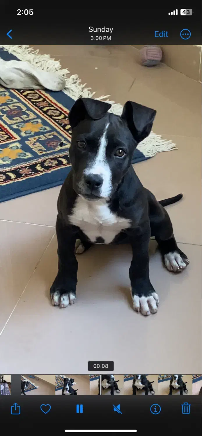 پیت بول اِستافوردشایر|سگ|کرج, فاز ۳ مهرشهر|دیوار