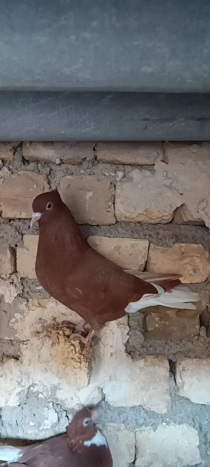 کبوتر دم سفید ماده|حیوانات|بجنورد, |دیوار