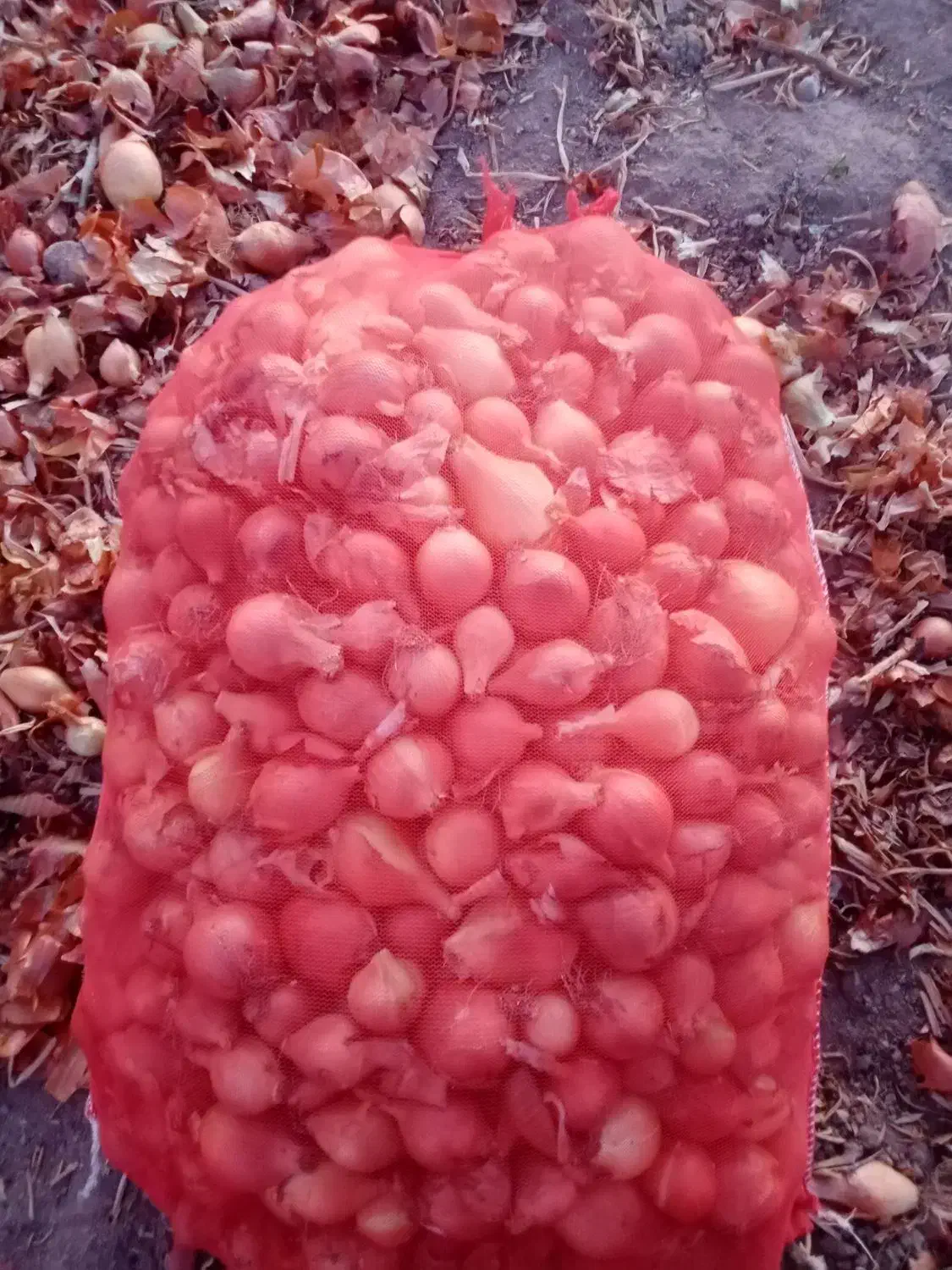 فروش پیاز ریز پیاز زرد هس|خوردنی و آشامیدنی|بناب, |دیوار