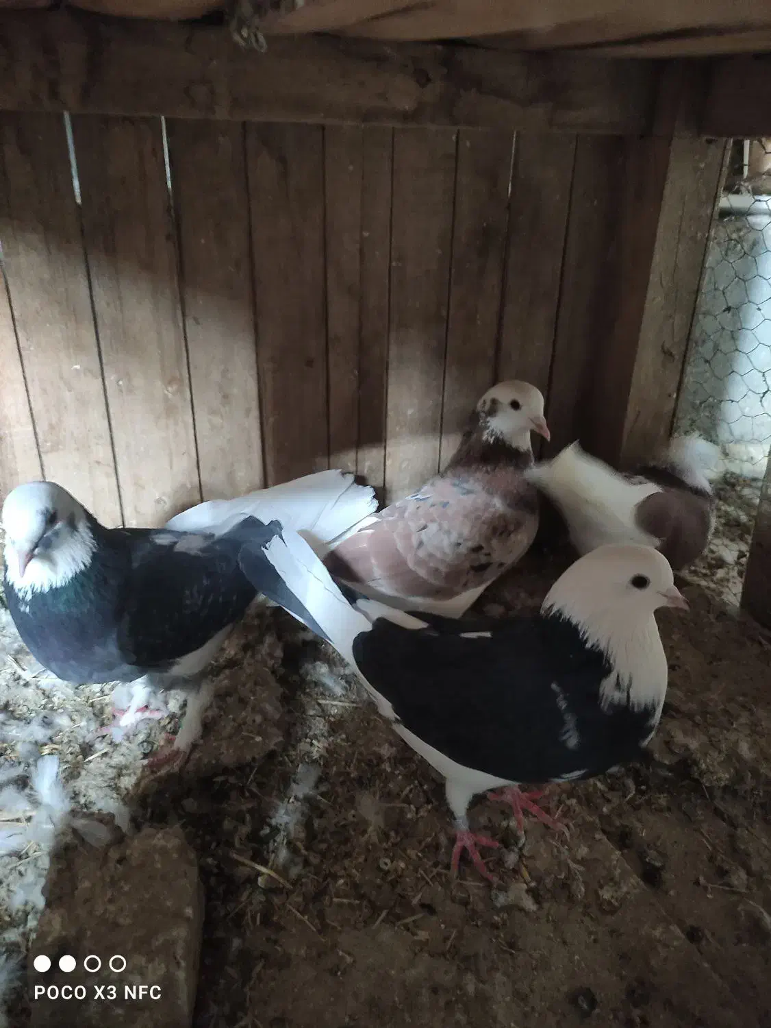 6تا کبوتر آس|پرنده|شاهرود, |دیوار