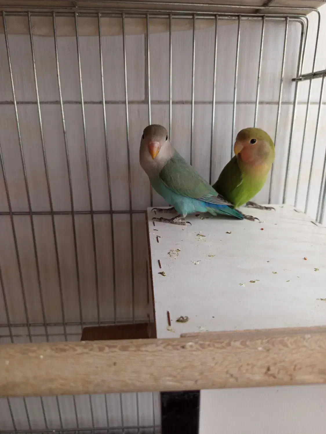 کوتوله|پرنده|شیراز, شیخ علی چوپان|دیوار