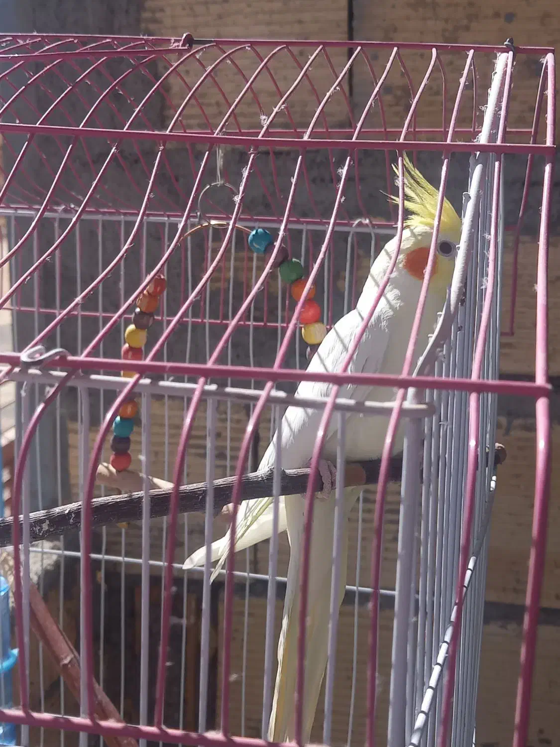 عروس هلندی|پرنده|شهرکرد, |دیوار