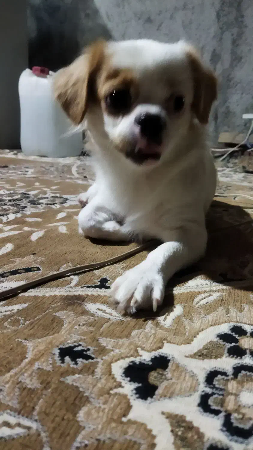 سگ‌اشپیدز|سگ|بوشهر, |دیوار