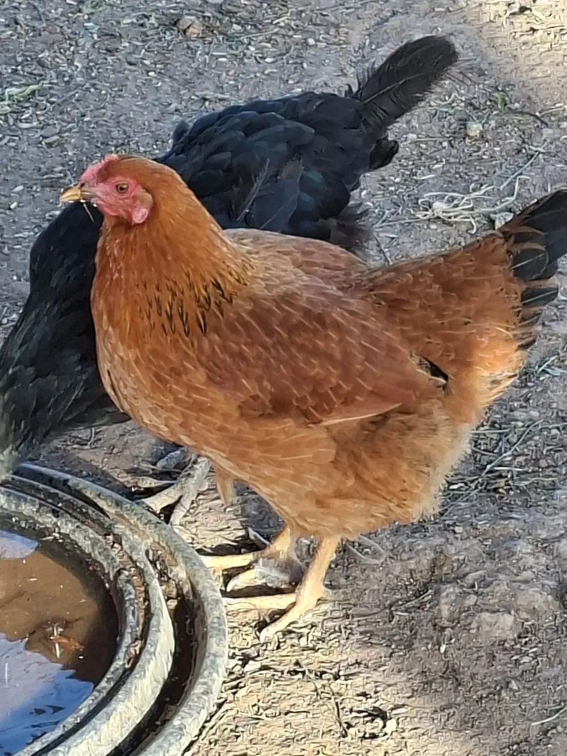 مرغ جوان ۸ماه|حیوانات مزرعه|اقبالیه, |دیوار