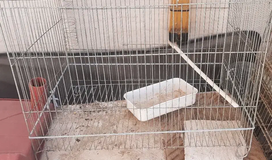قفس|لوازم جانبی حیوانات|اهواز, کوی صنایع|دیوار