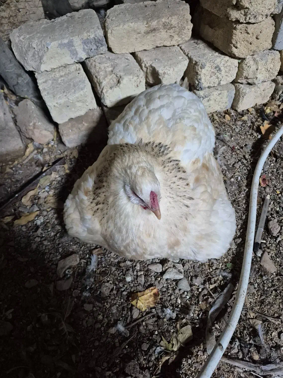 مرغ برهما کرچ|حیوانات مزرعه|آبیک, |دیوار