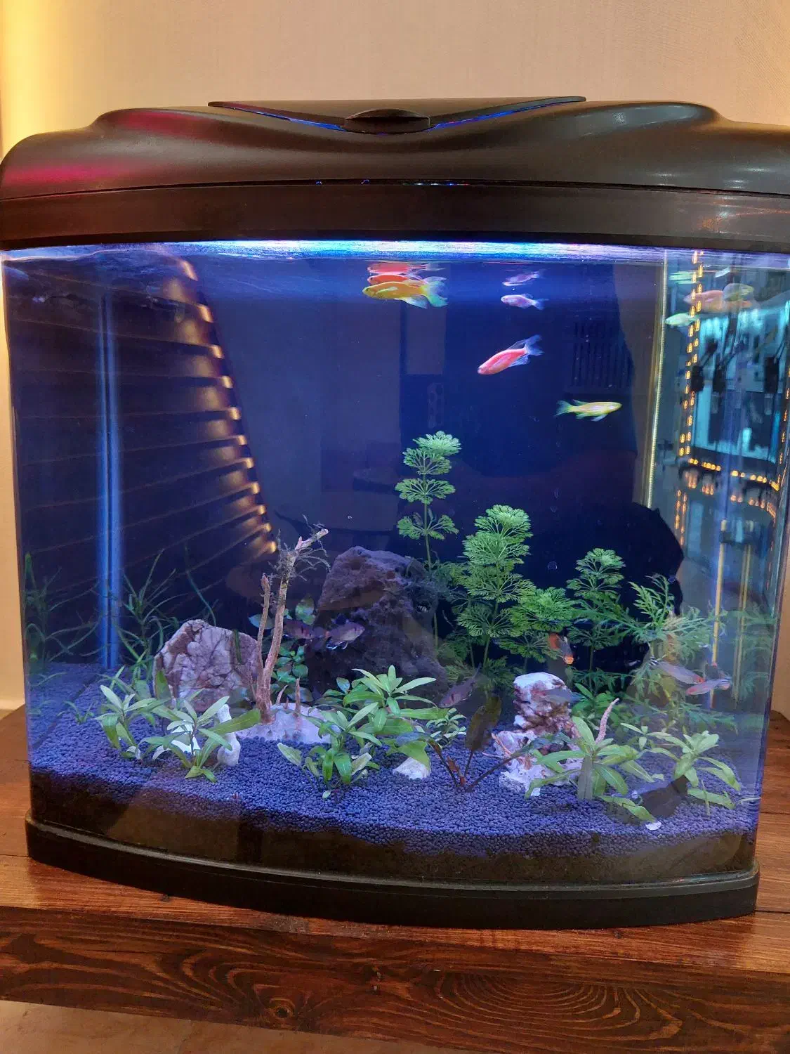 آکواریوم ۶۰ لیتری دلسا طبیعی|ماهی|پیرانشهر, |دیوار