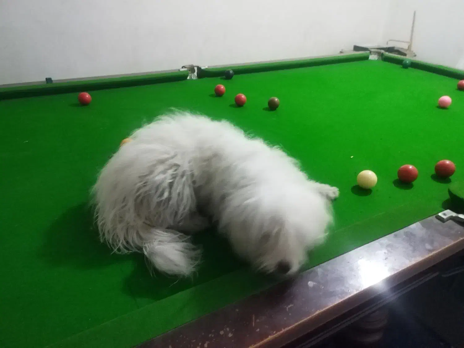 سگ  تربیت شده|سگ|اهواز, فرهنگ شهر|دیوار