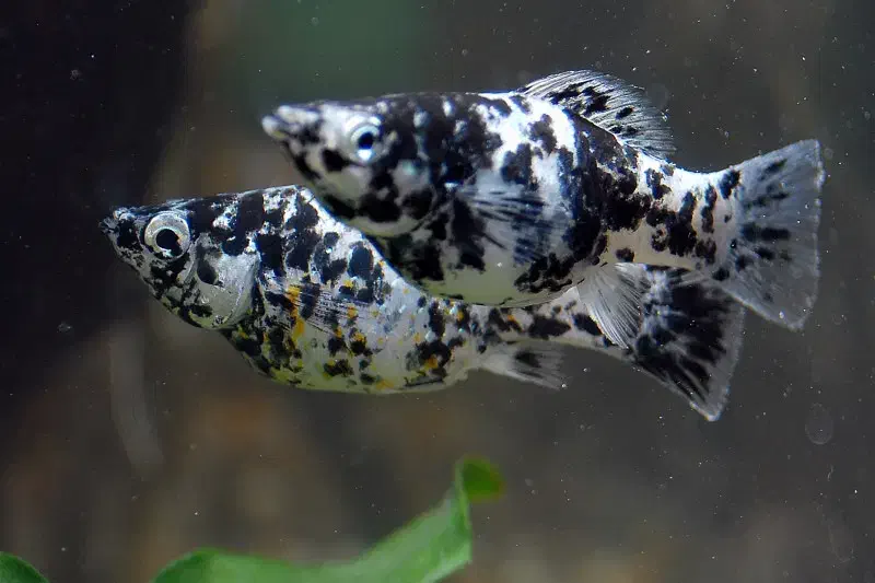 ماهی مولی انواع نژاد دم عقربی باله بادبانی خال دار|ماهی|مشهد, شفا|دیوار