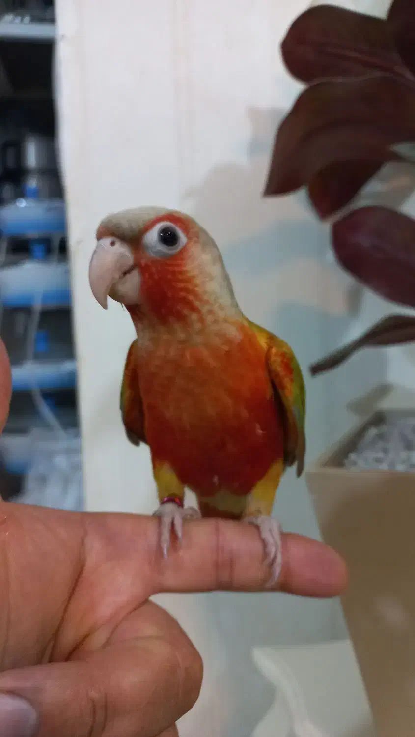 گرینچیک|پرنده|نظرآباد, نظرآباد|دیوار