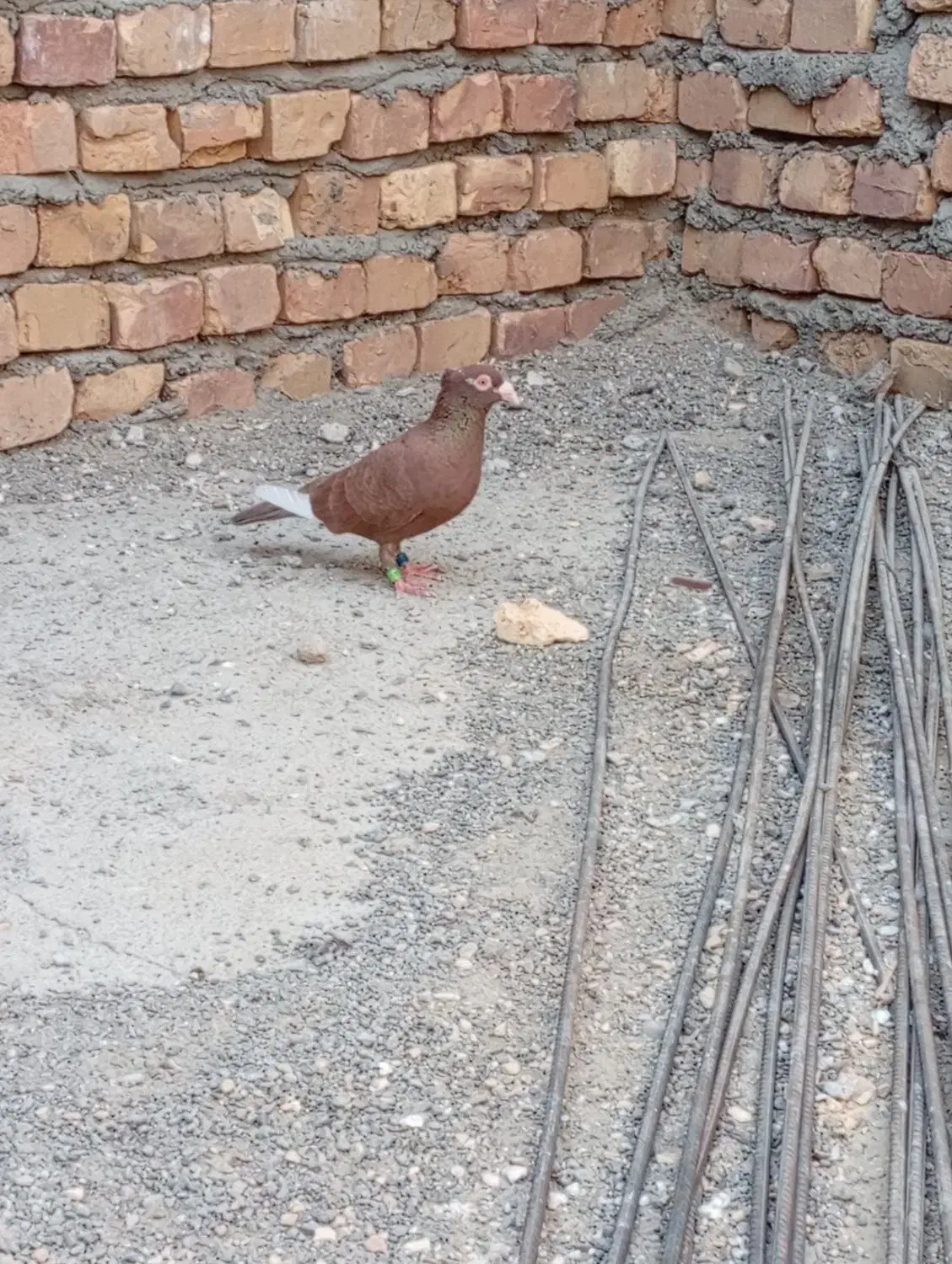 مینا سرخ کاکل ماده|پرنده|هیرمند, |دیوار