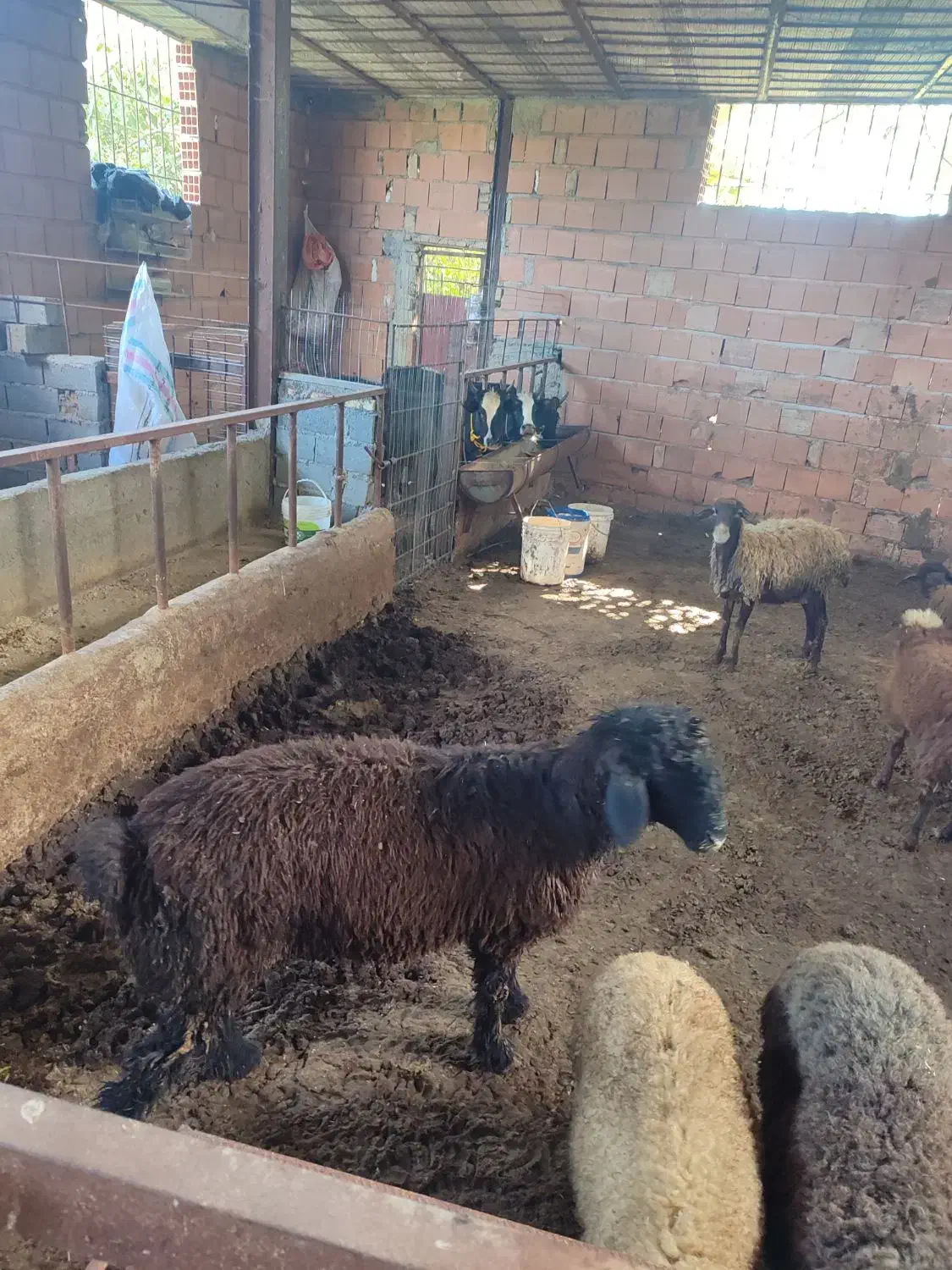 بره و میش و گوساله  و گاو گوساله دار|حیوانات مزرعه|ساری, |دیوار