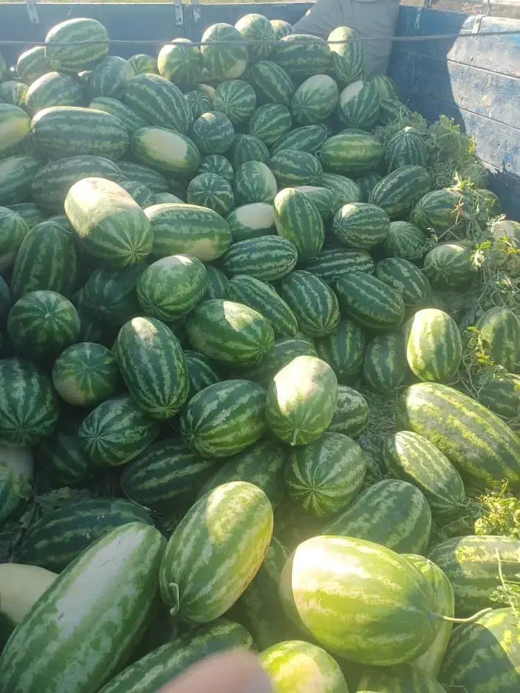 هندوانه بیضی شب یلدا B32|خوردنی و آشامیدنی|میناب, |دیوار