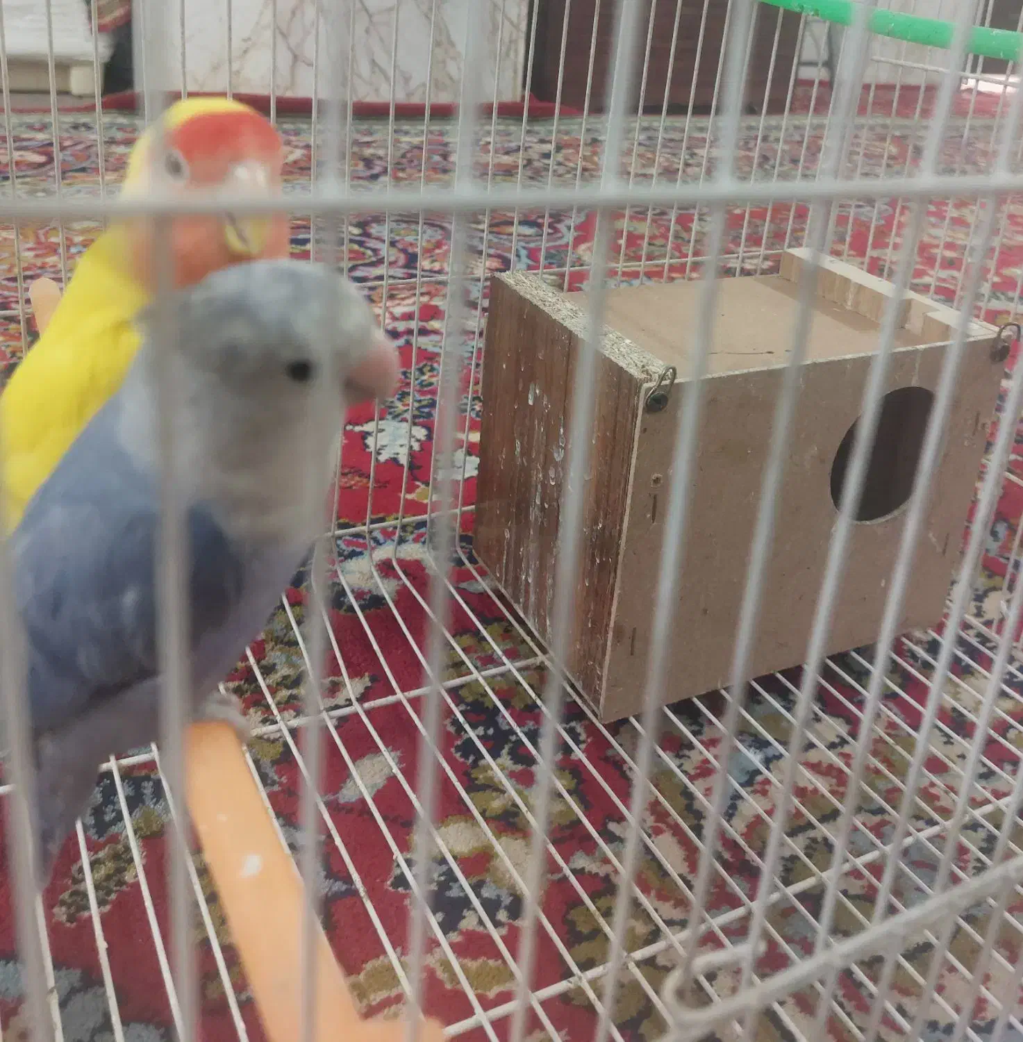 جفت کوتوله جوان مولد|پرنده|مشهد, سجادیه|دیوار