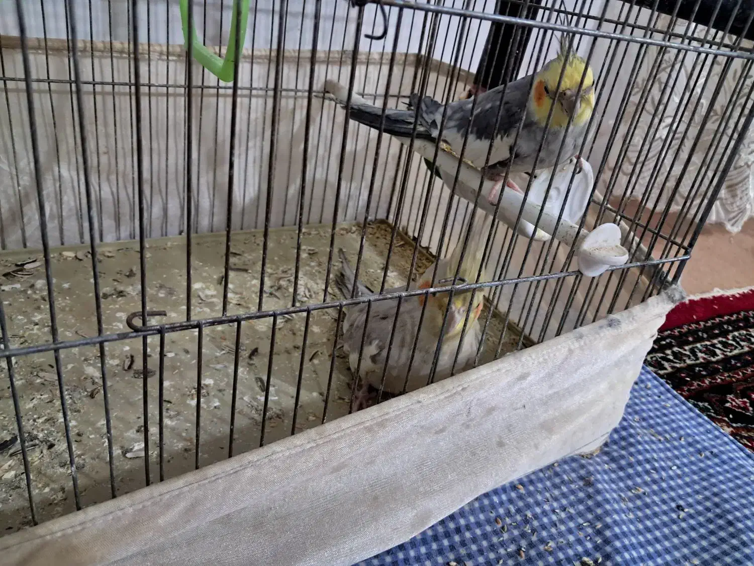 عروس هلندی|پرنده|قیدار, |دیوار