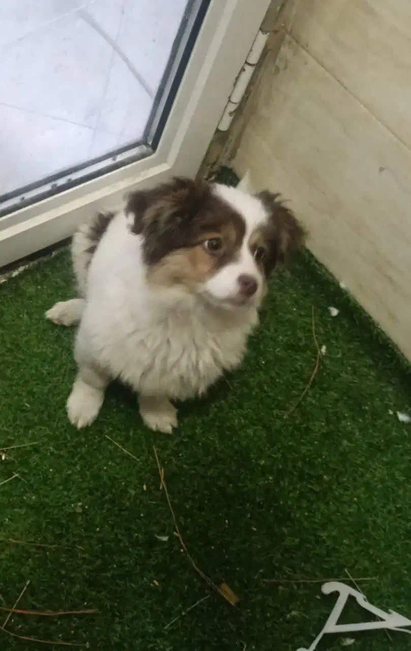 واگذاری|سگ|فولادشهر, C1|دیوار