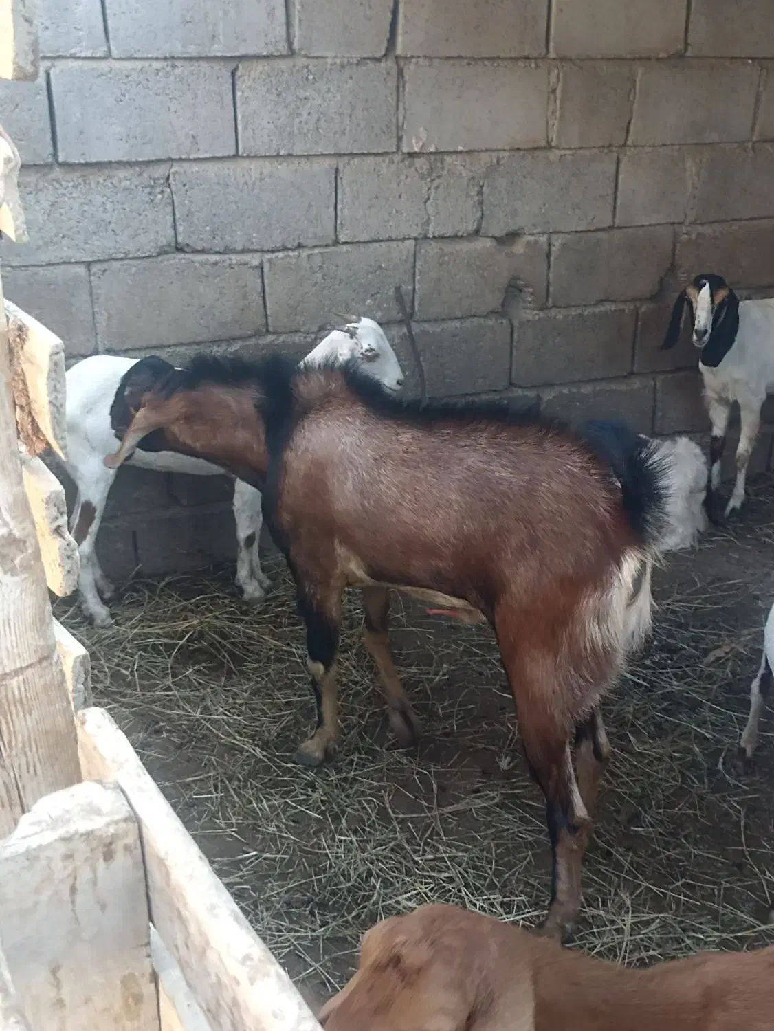 نری درخونه ای|حیوانات مزرعه|میناب, |دیوار