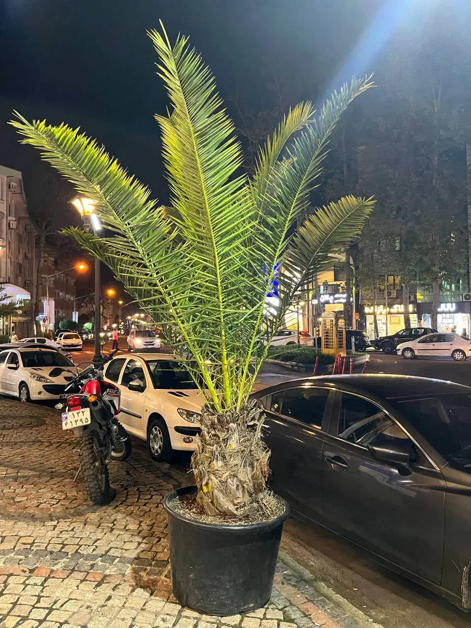 ۲ عدد نخل فنیکس|گل و گیاه طبیعی|رشت, بلوار گیلان|دیوار