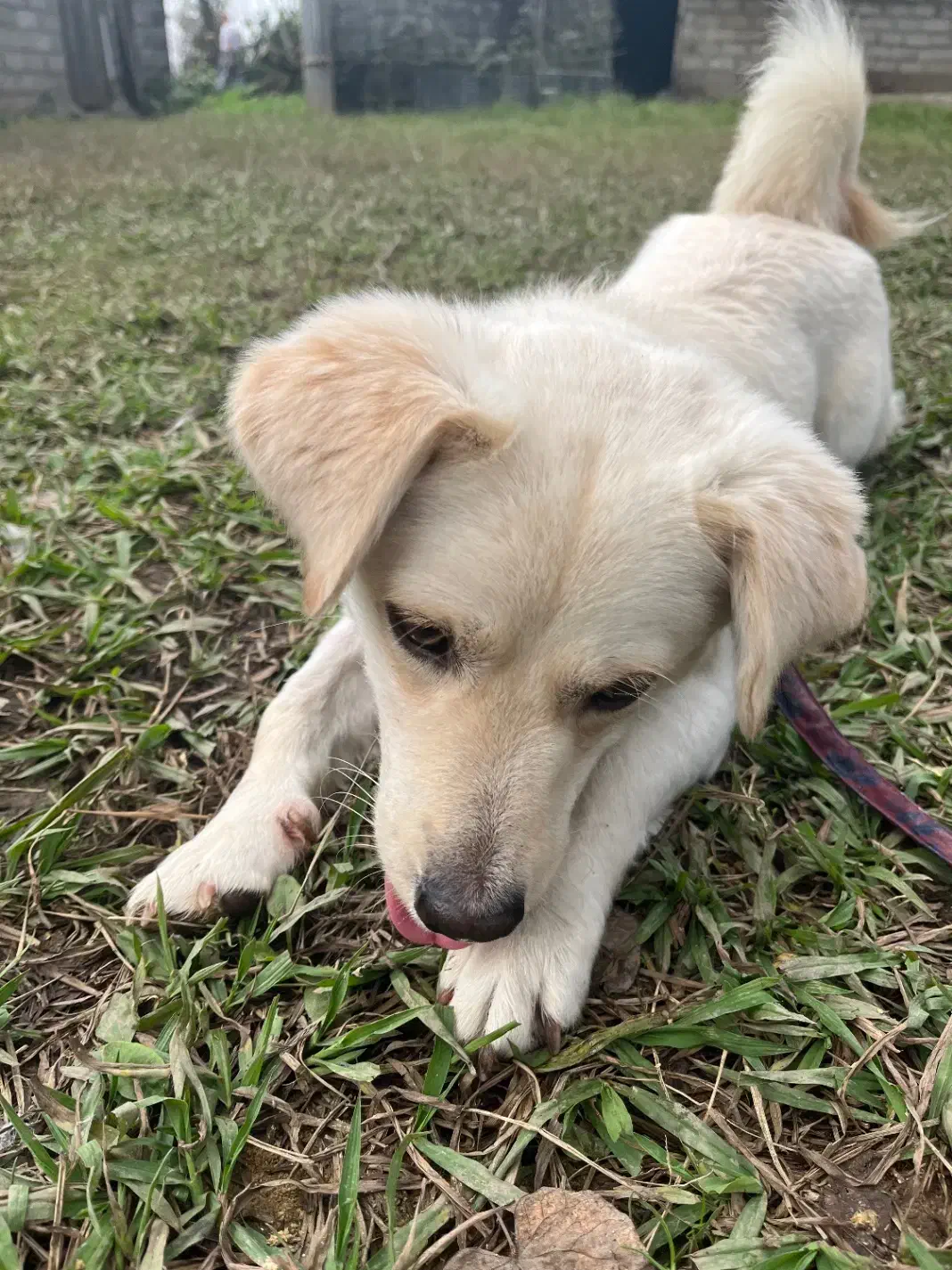 سگ گلدن|سگ|رشت, پارک شهر|دیوار