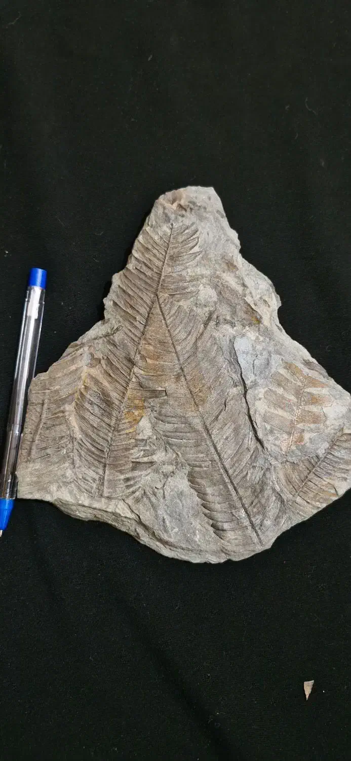 فسیل گیاهی|کلکسیون و سرگرمی|دماوند, دماوند|دیوار