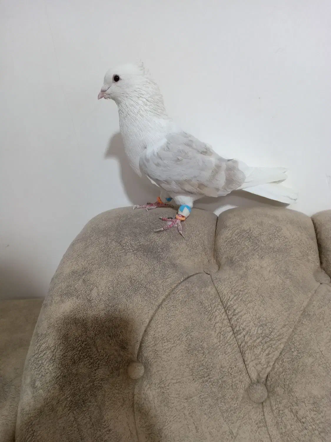 یگ کت هفرنگ نر|پرنده|سبزوار, میدان بار|دیوار