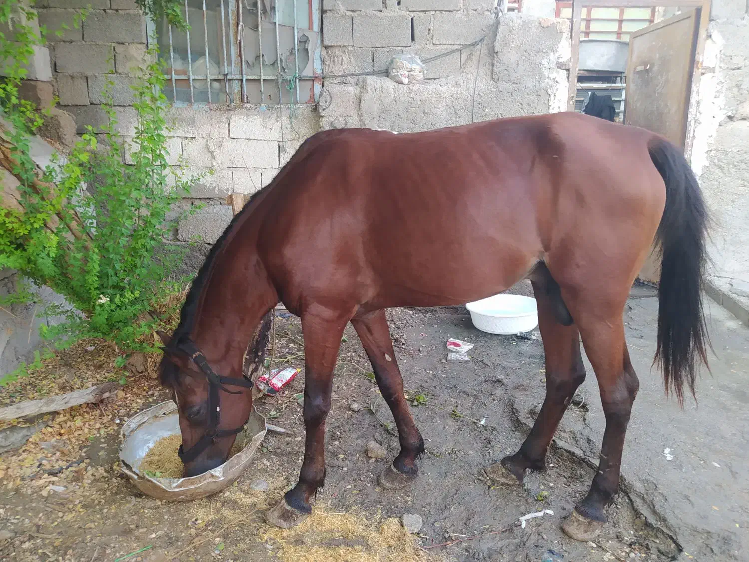 اسب سرو حال|اسب و تجهیزات اسب‌سواری|بندرعباس, |دیوار