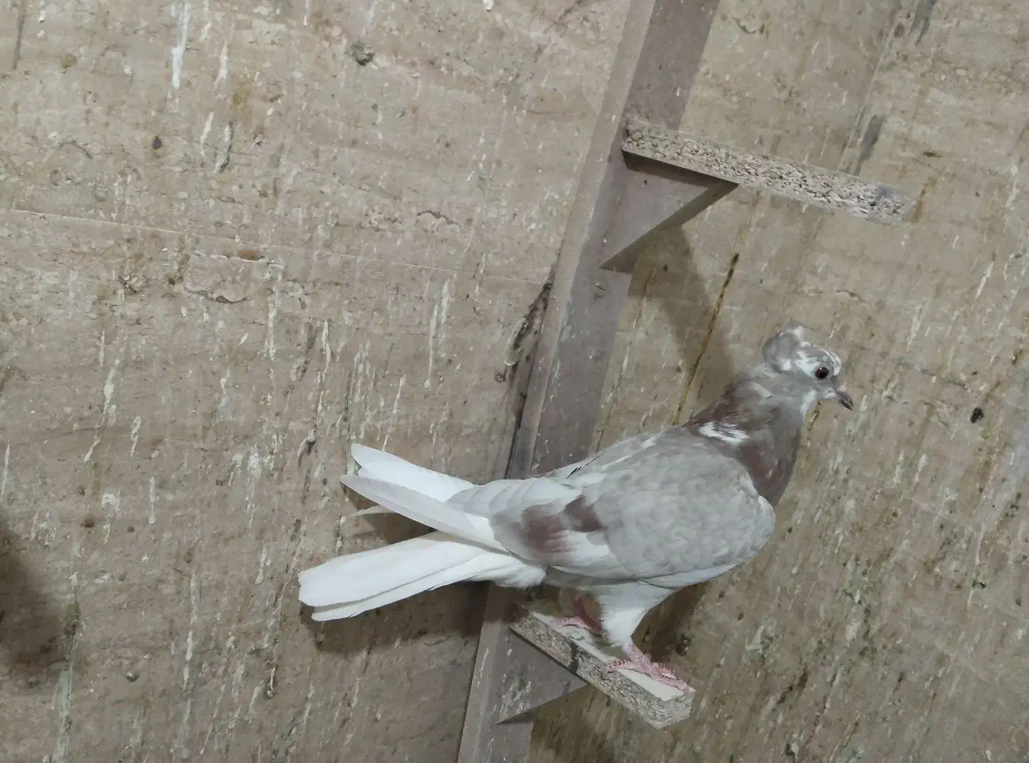 کفتر دم سفید جوجه|پرنده|نیشابور, باغرود|دیوار