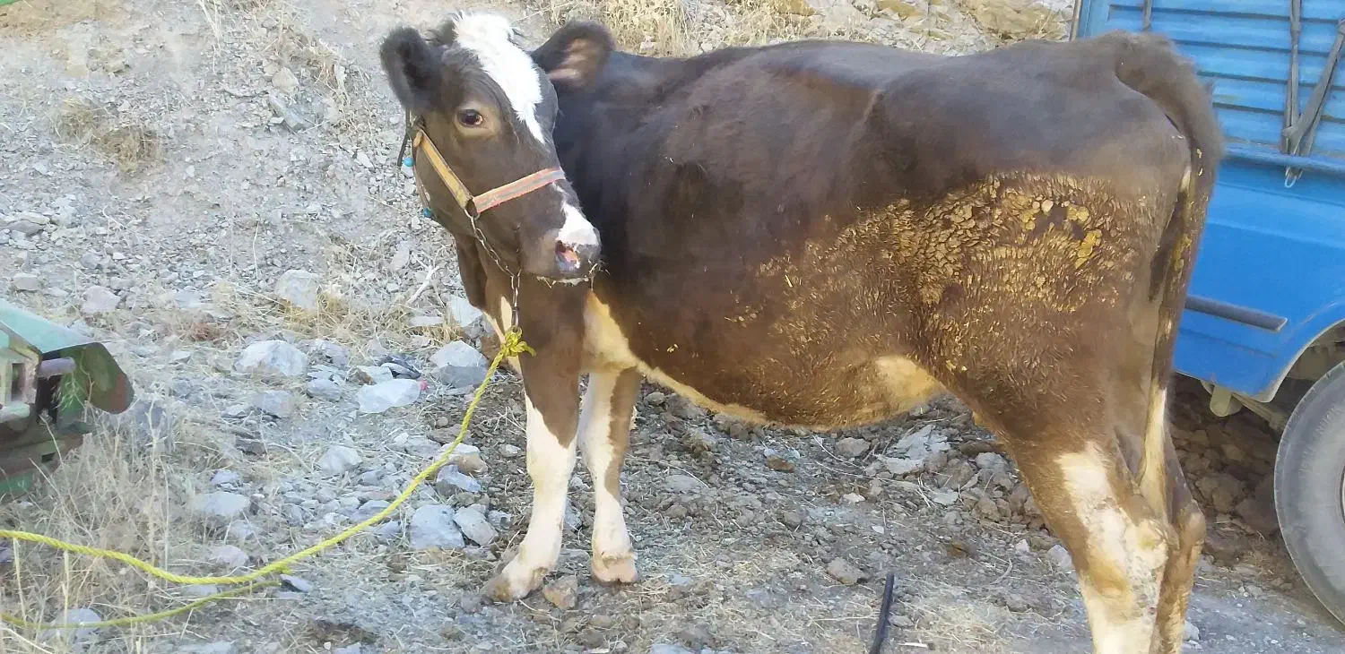 گاو‌اول‌شکم|حیوانات مزرعه|سروآباد, |دیوار