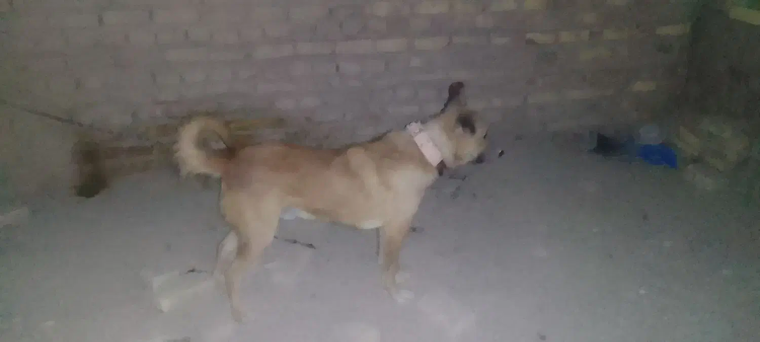 واگذاری سگ|سگ|زابل, |دیوار