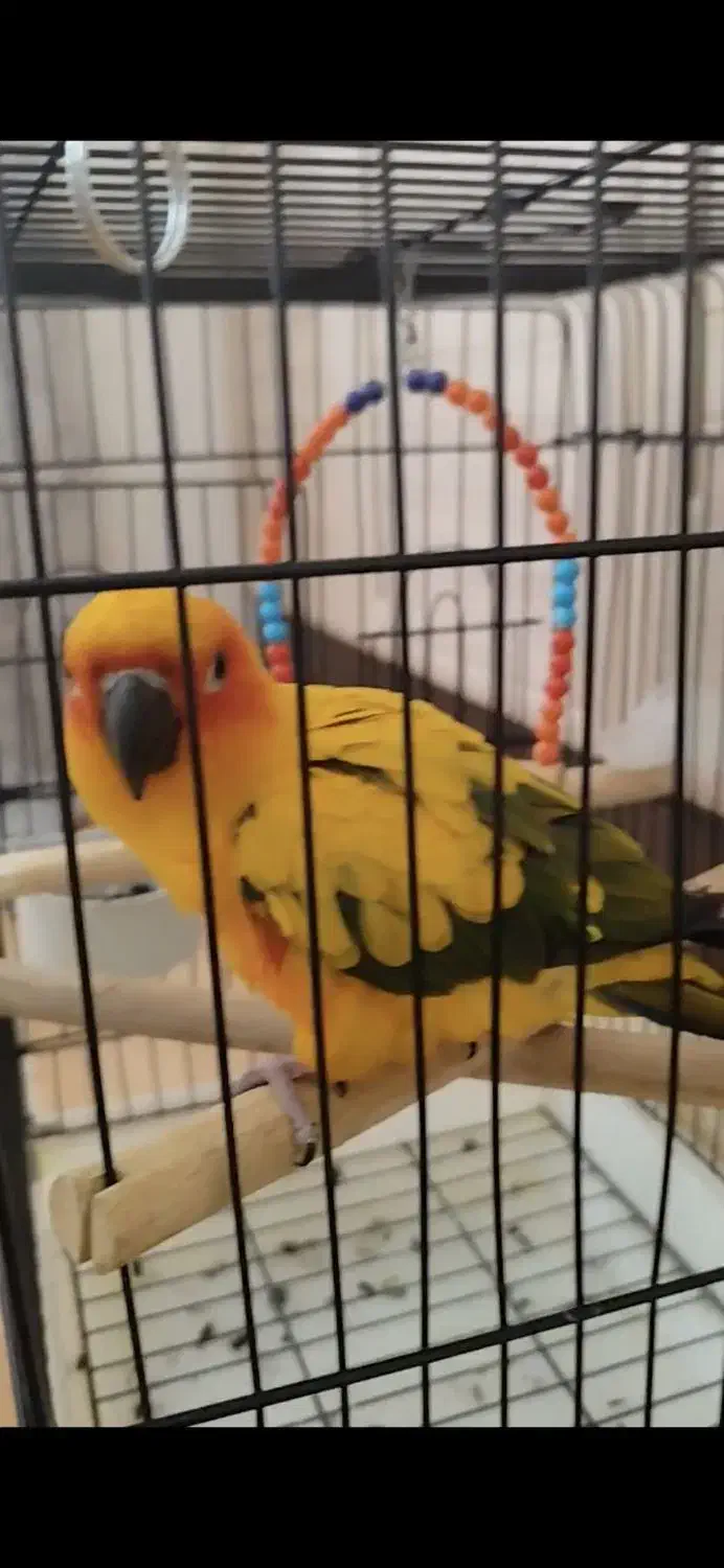 طوطی خورشیدی|پرنده|ایلام, |دیوار