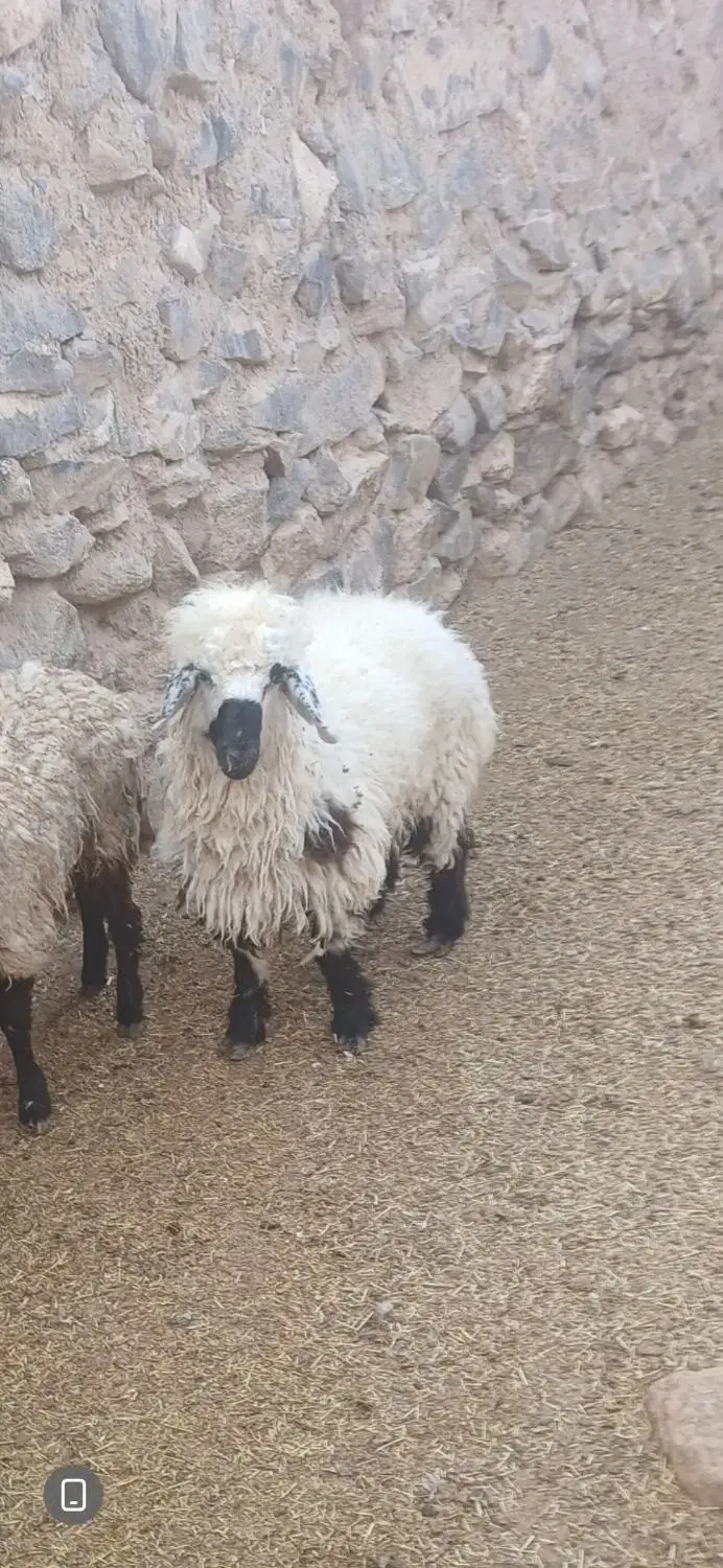 بره نر|حیوانات مزرعه|درمیان, |دیوار