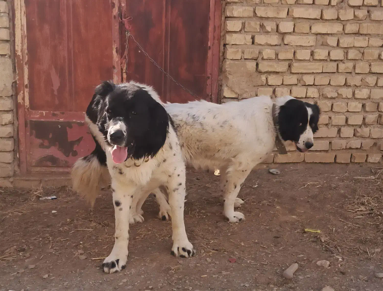 واگذاری توله نر ۷ماهه قهدریجونی|سگ|فولادشهر, مسکن مهر فولادشهر|دیوار