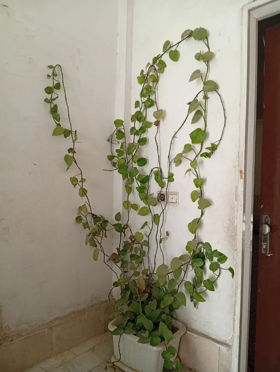 قیمت ۶۰۰|گل و گیاه طبیعی|پاکدشت, پاکدشت (مامازند)|دیوار