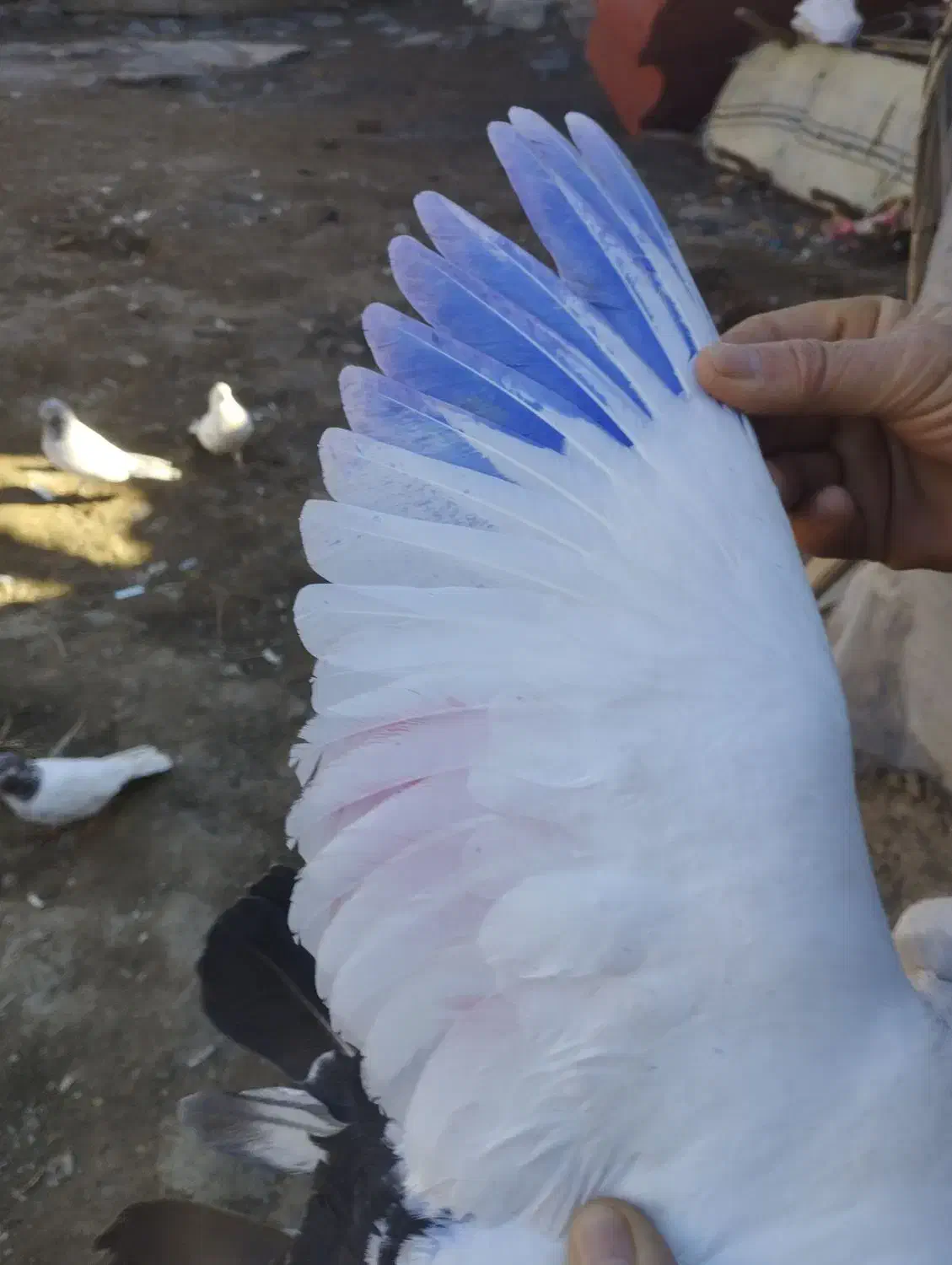 کبوتر|پرنده|اردبیل, |دیوار