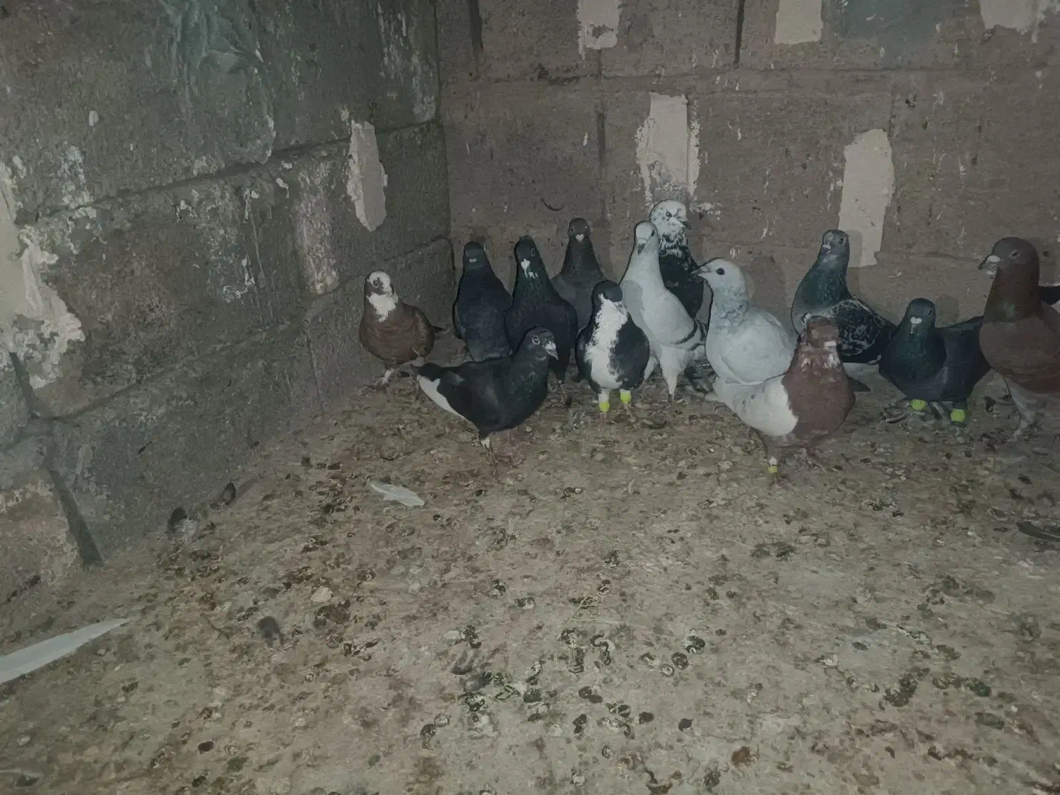 کفتر|پرنده|زرند, |دیوار