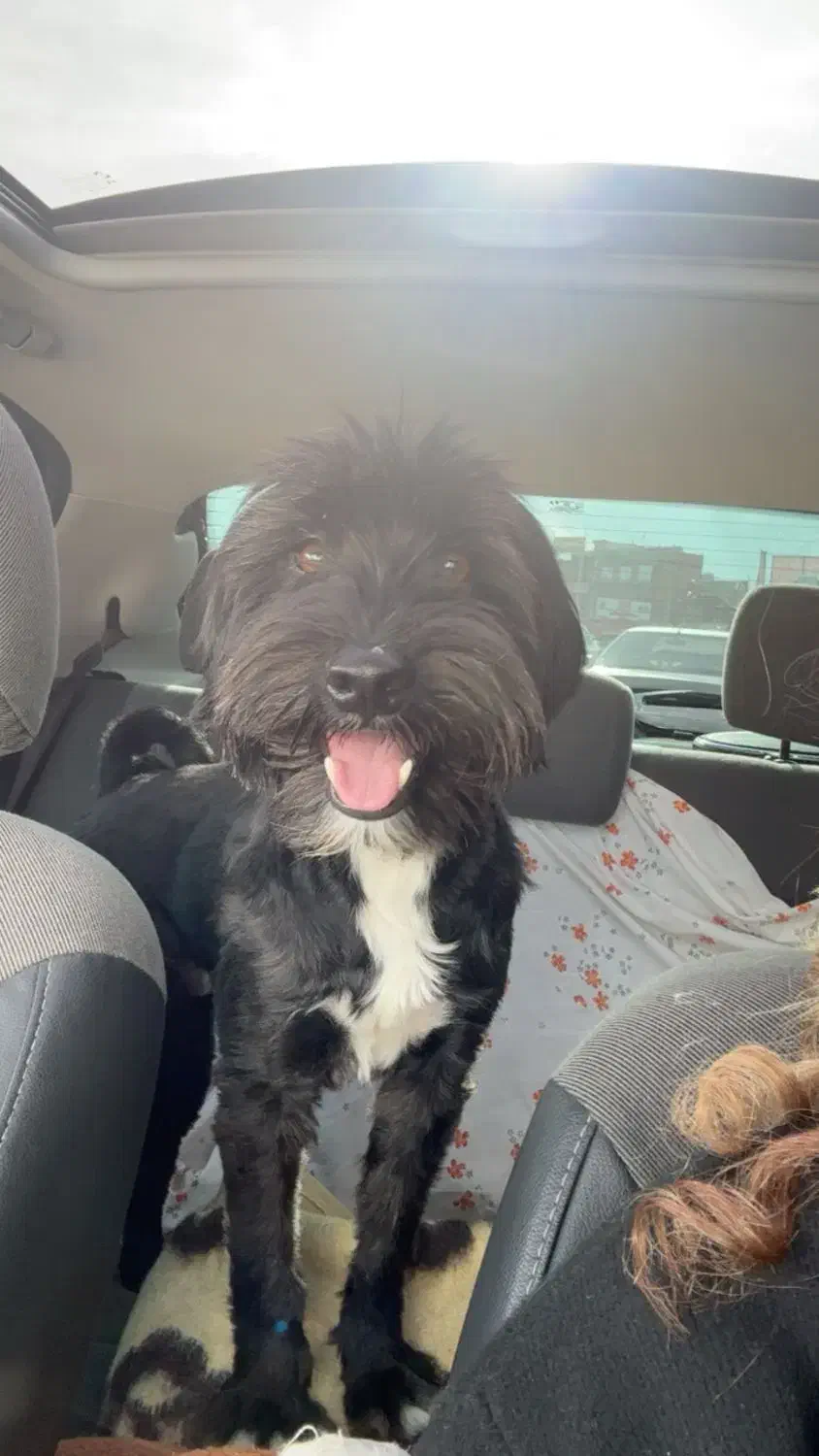 سگ گمشده|حیوانات|اراک, |دیوار